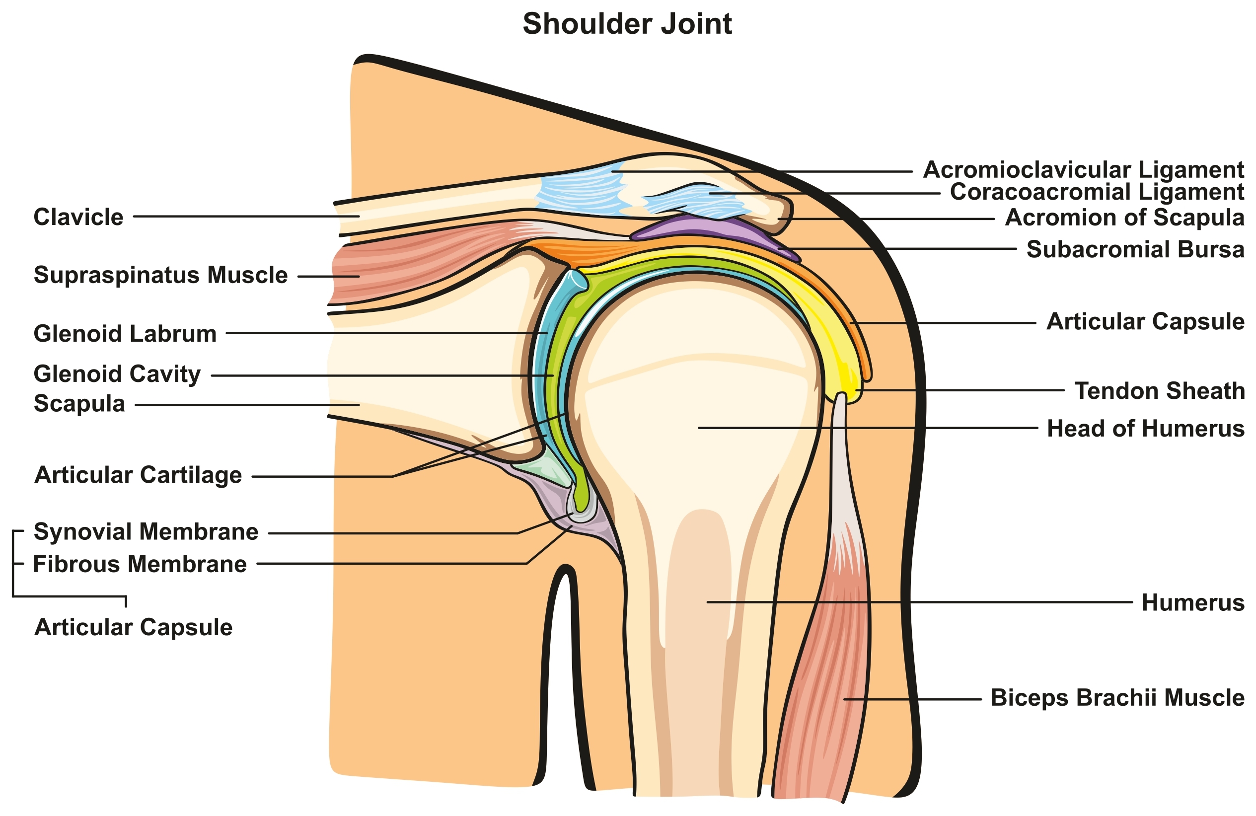 Shoulder anatomy