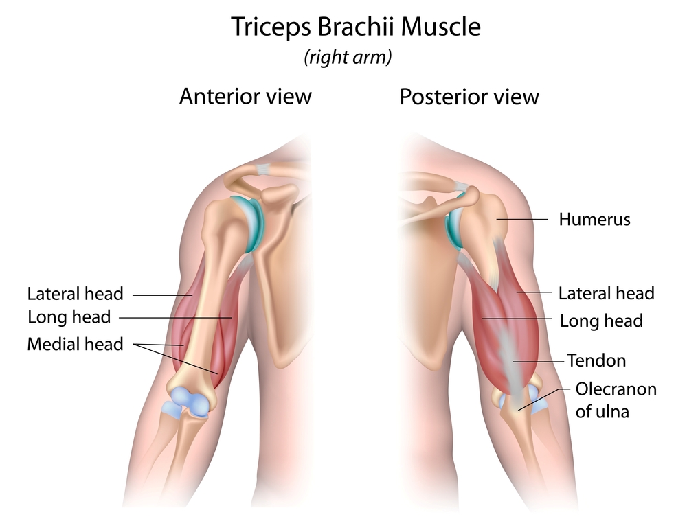 Anatomy of triceps