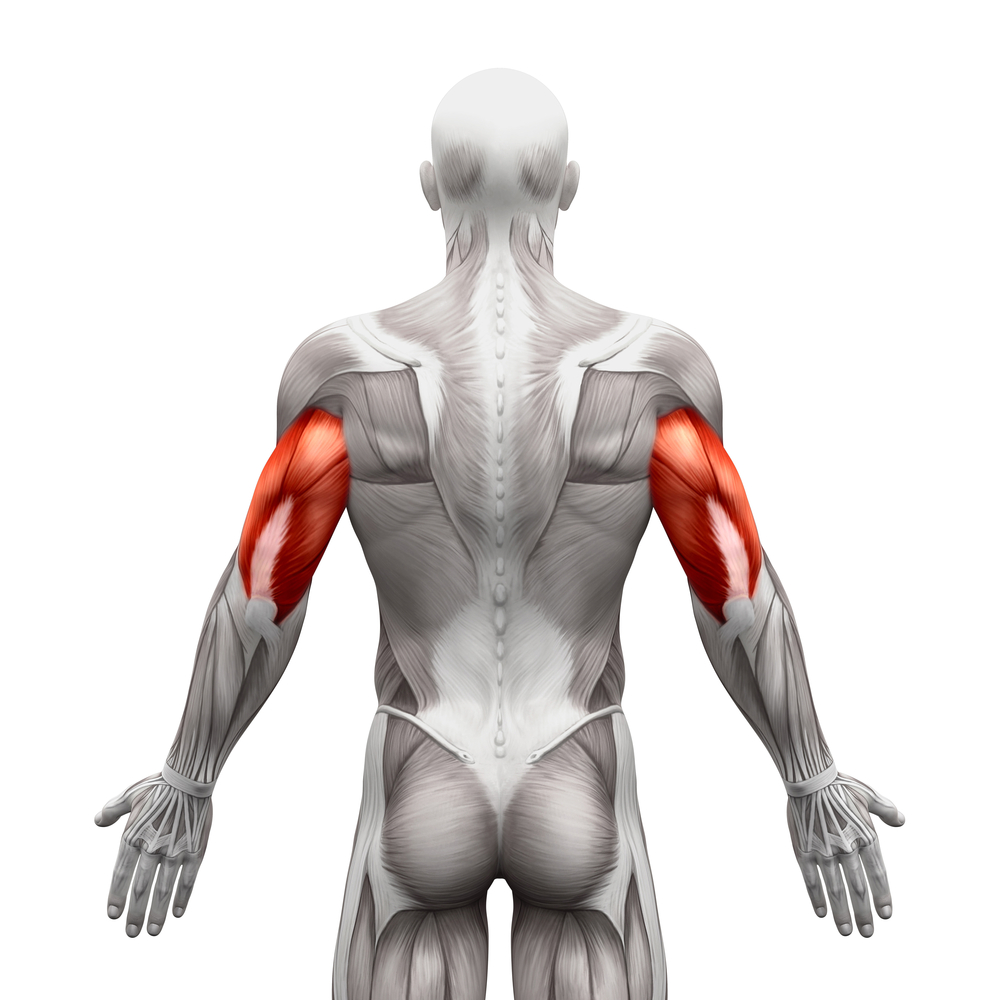 Triceps training and anatomy