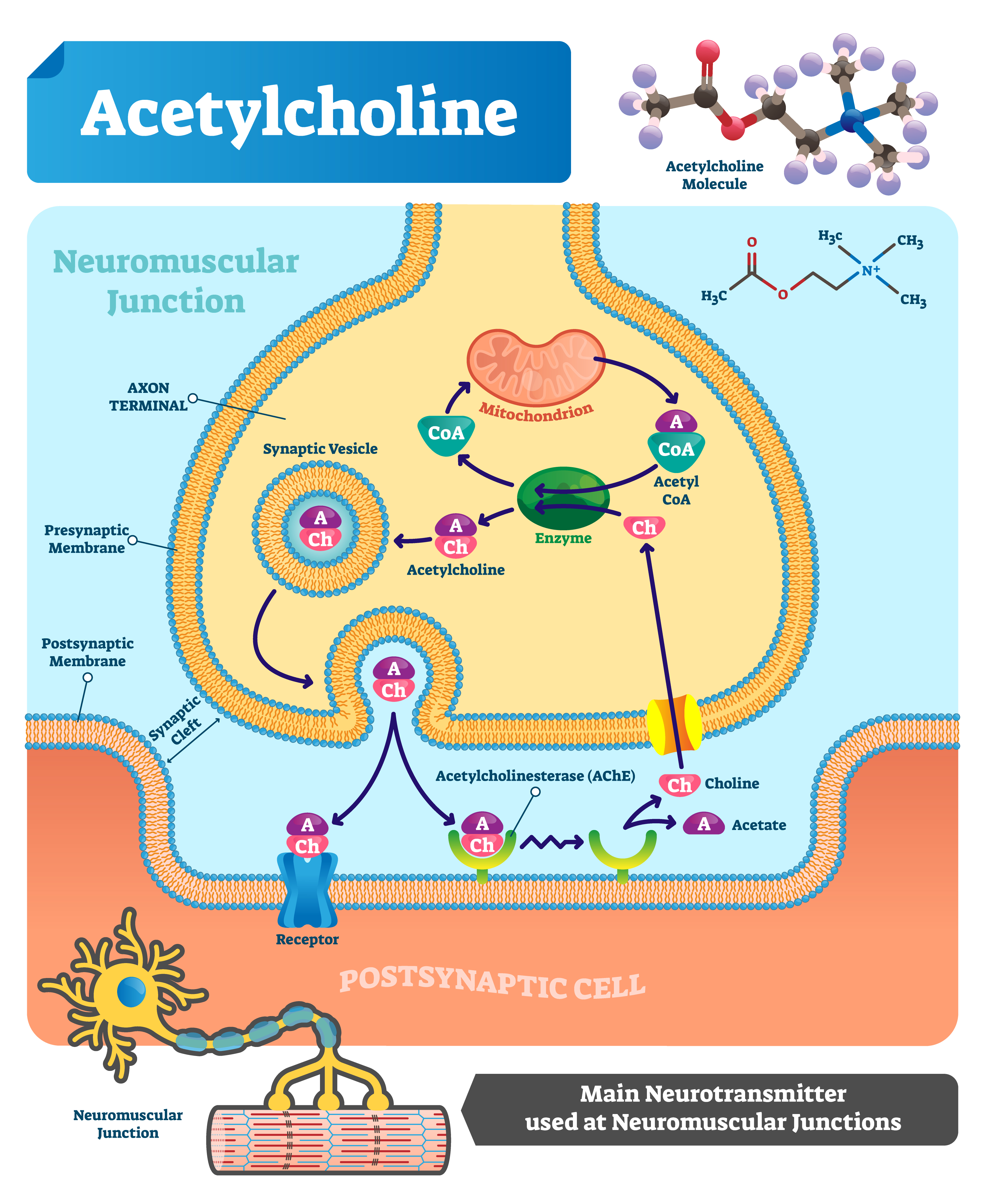 Choline is the basic substance in acetylcholine metabolism. How does acetylcholine work?