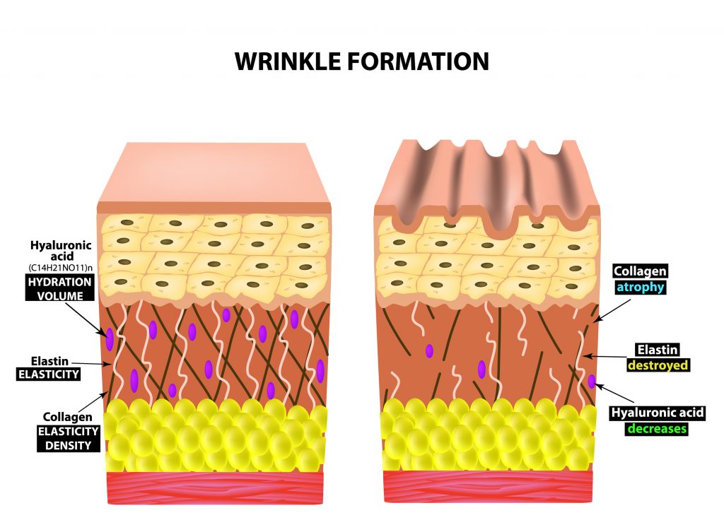 Skin Structure Collagen skin-structure-collagen