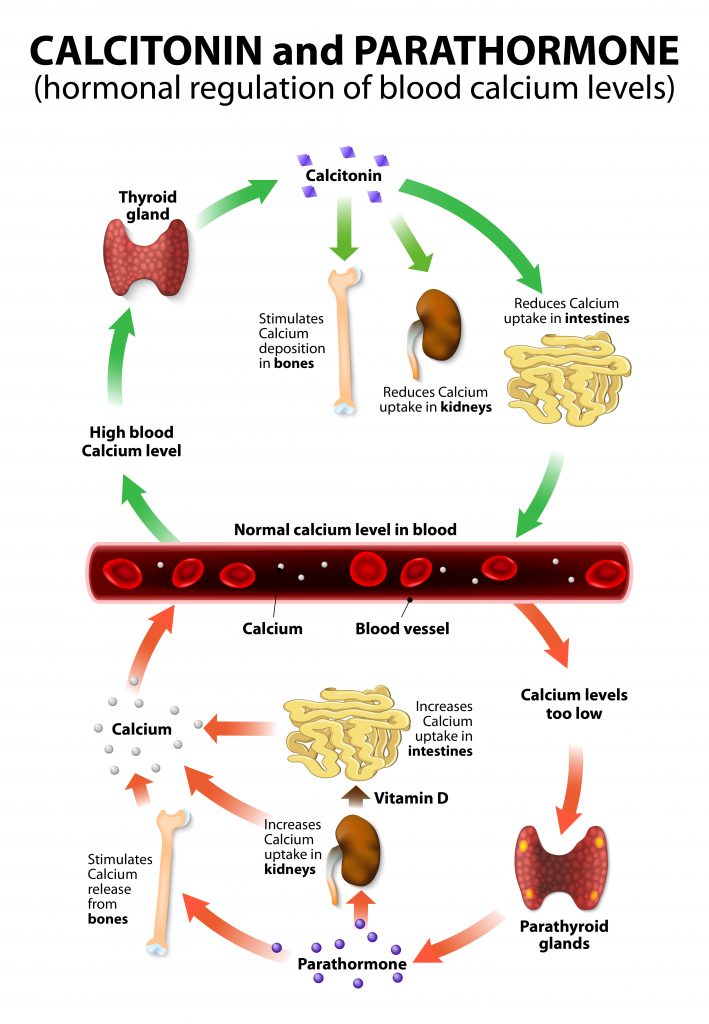 Calcium, phosphorus, parathyroid hormone and vitamin D – basic information