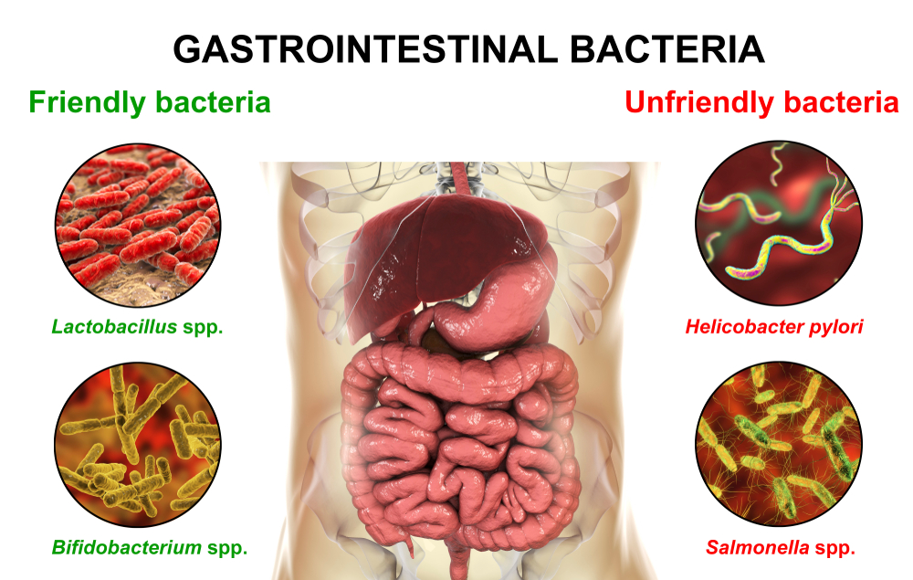 Good and bad bacteria in our gastrointestinal microbiome