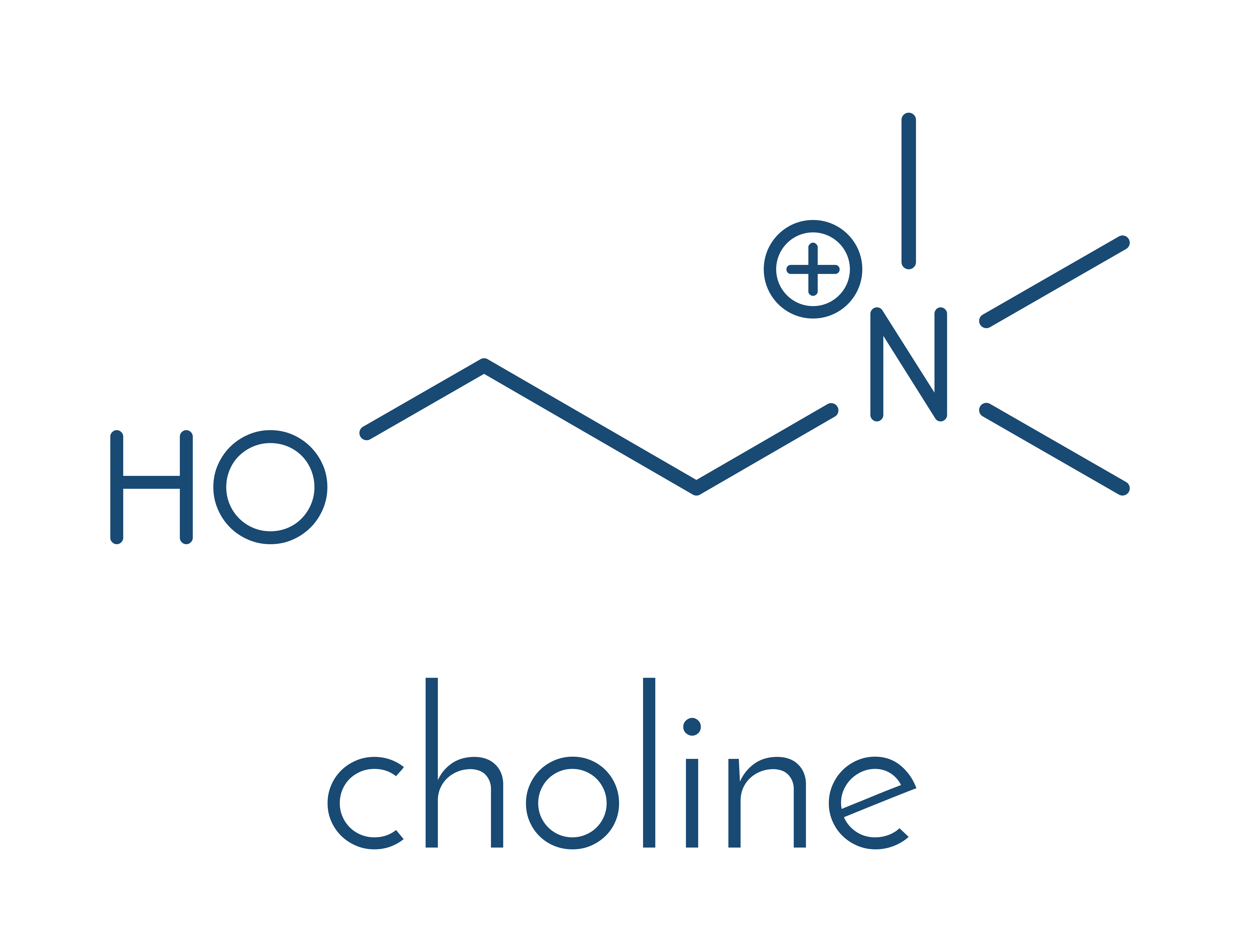 Choline - a base of lecithin (phosphatidylcholine)