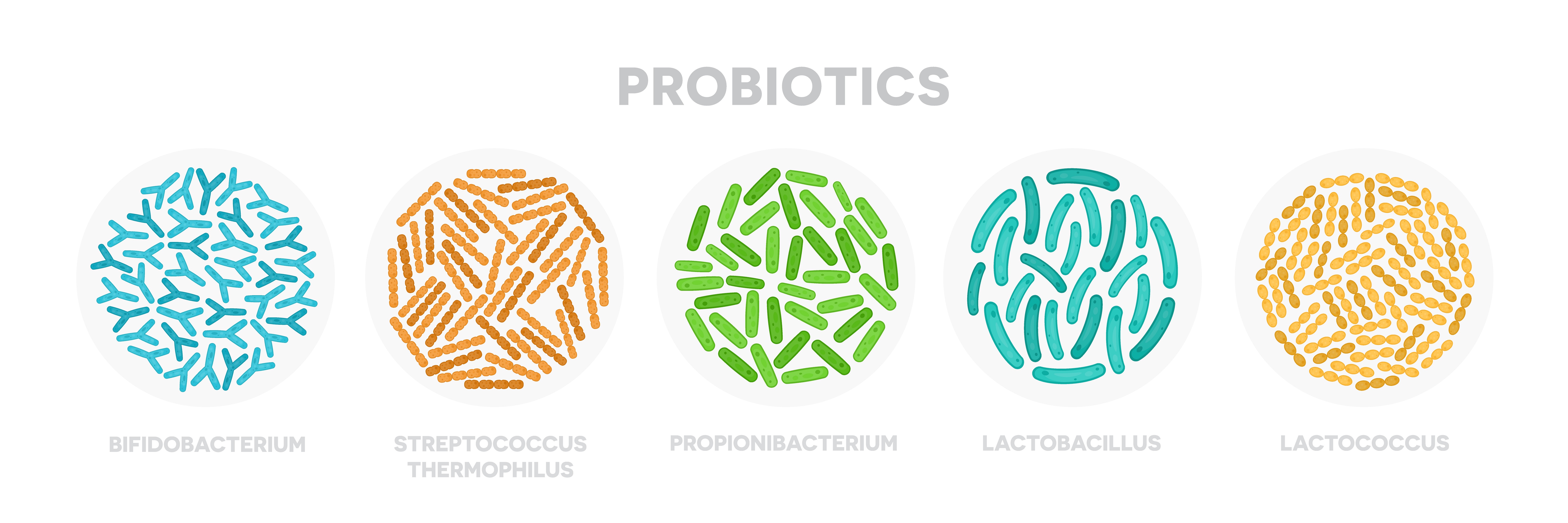 The most popular species of probiotics