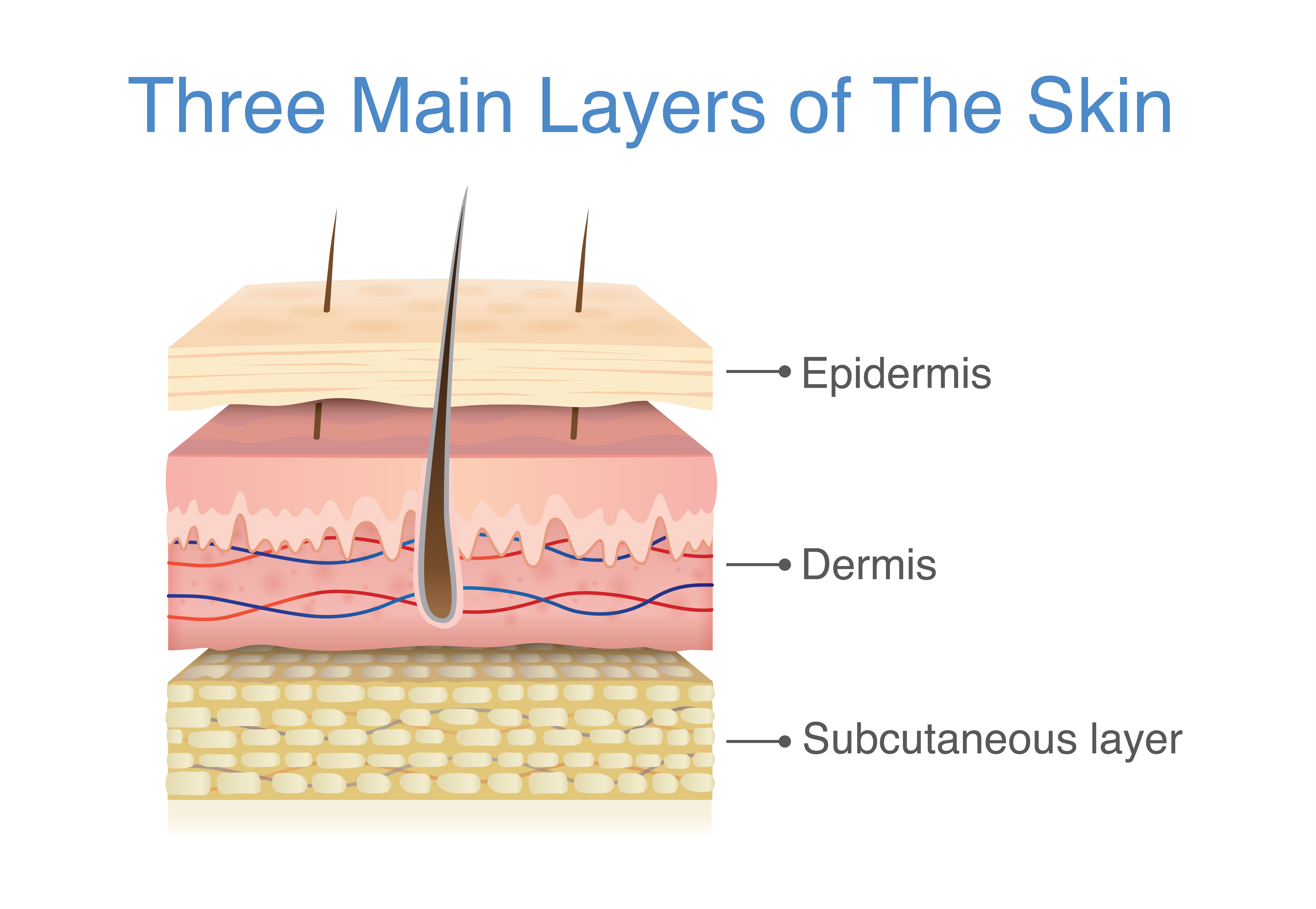 How human skin is structured