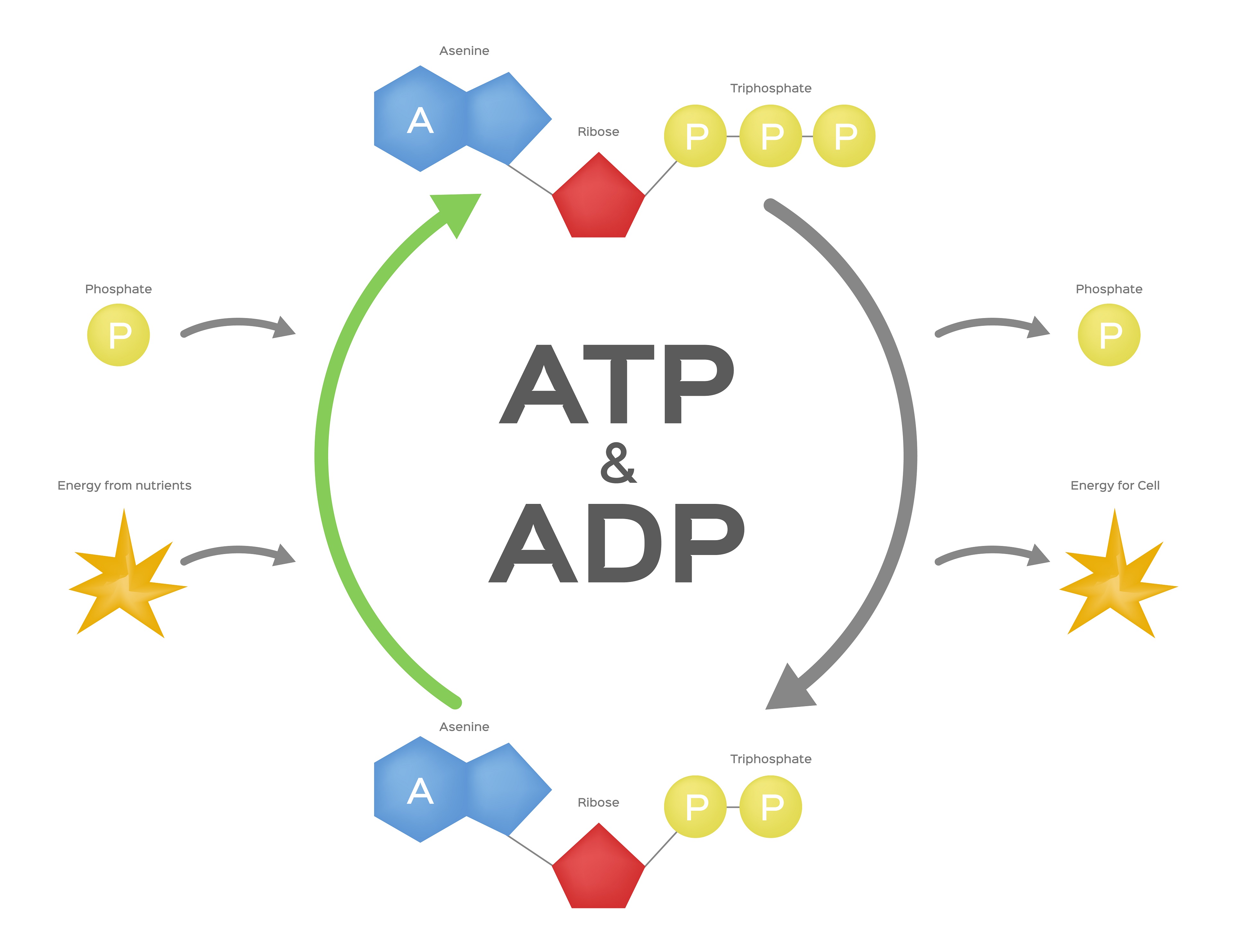 ATP metabolism