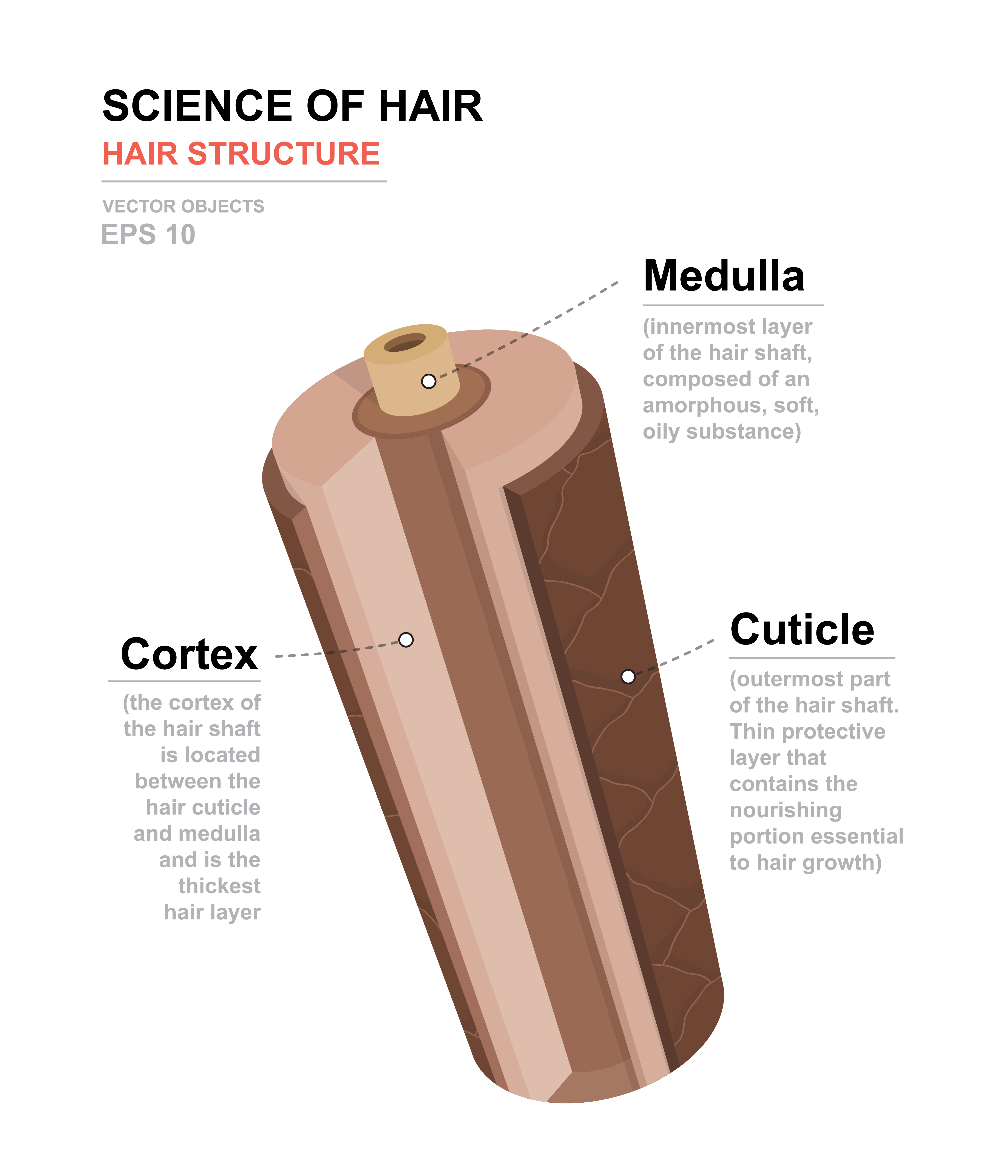 Structure of hairs