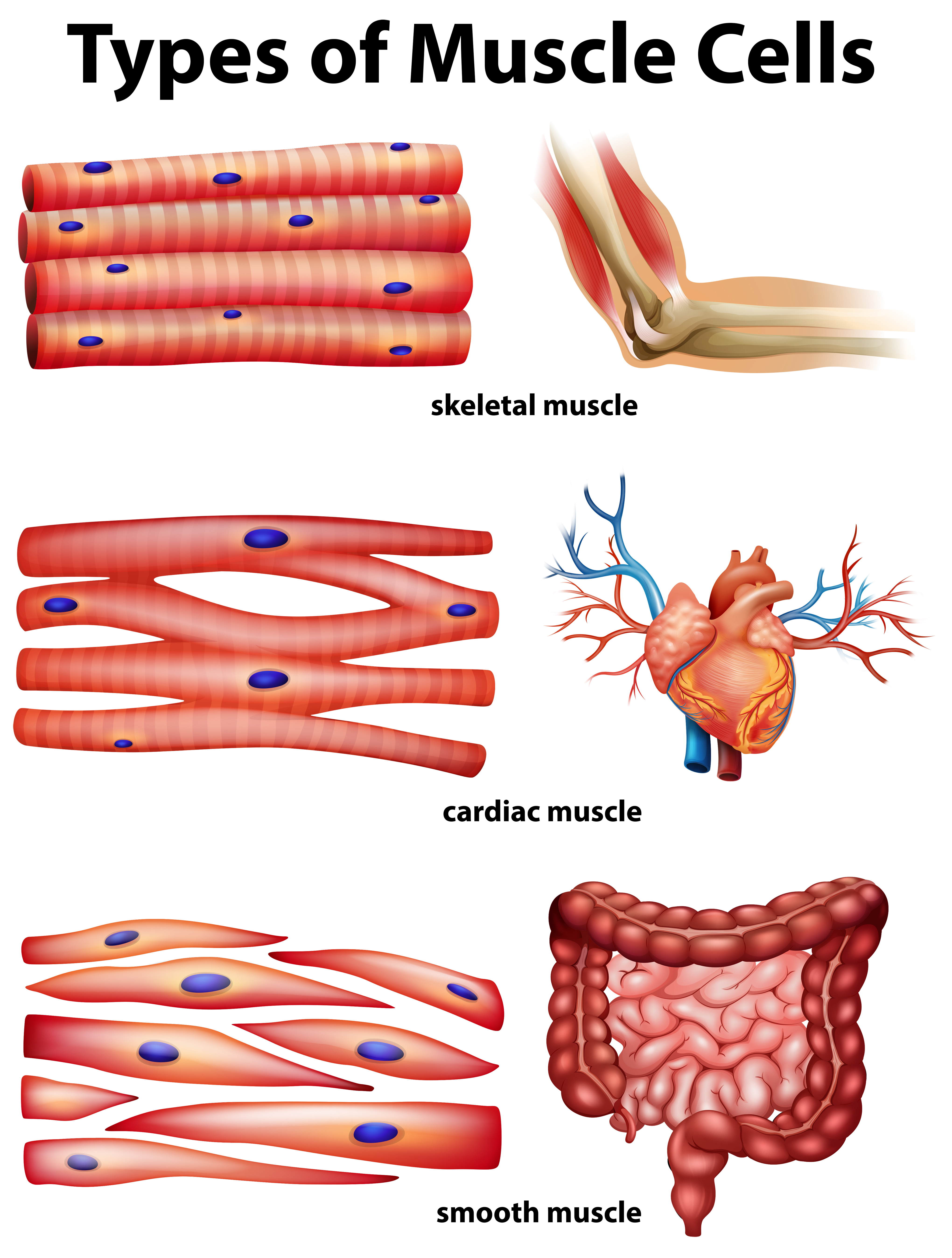 All types of muscle cells - infographic
