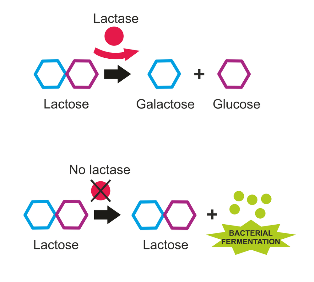 How do digestive enzymes work?