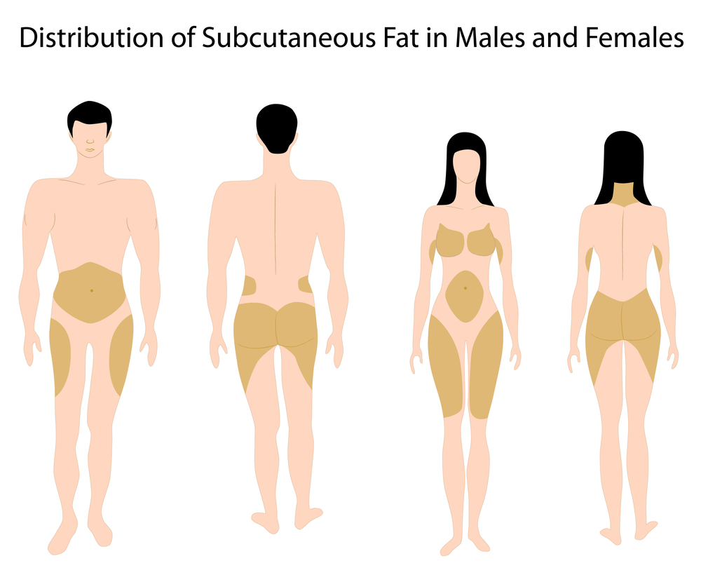 How fat is distributed throughout our bodies?