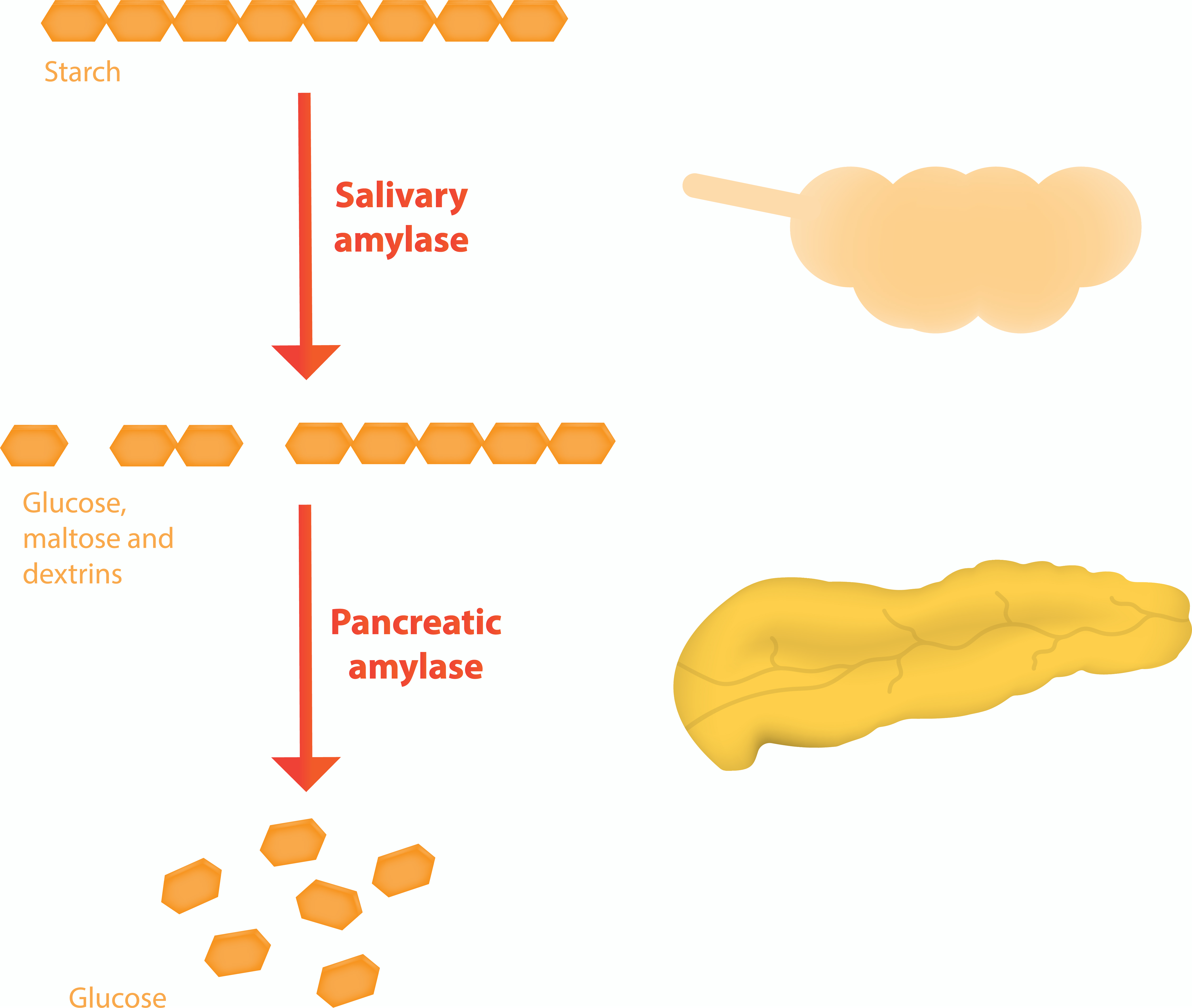 Digestive enzymes break down substances to allow our body to digest them more easily