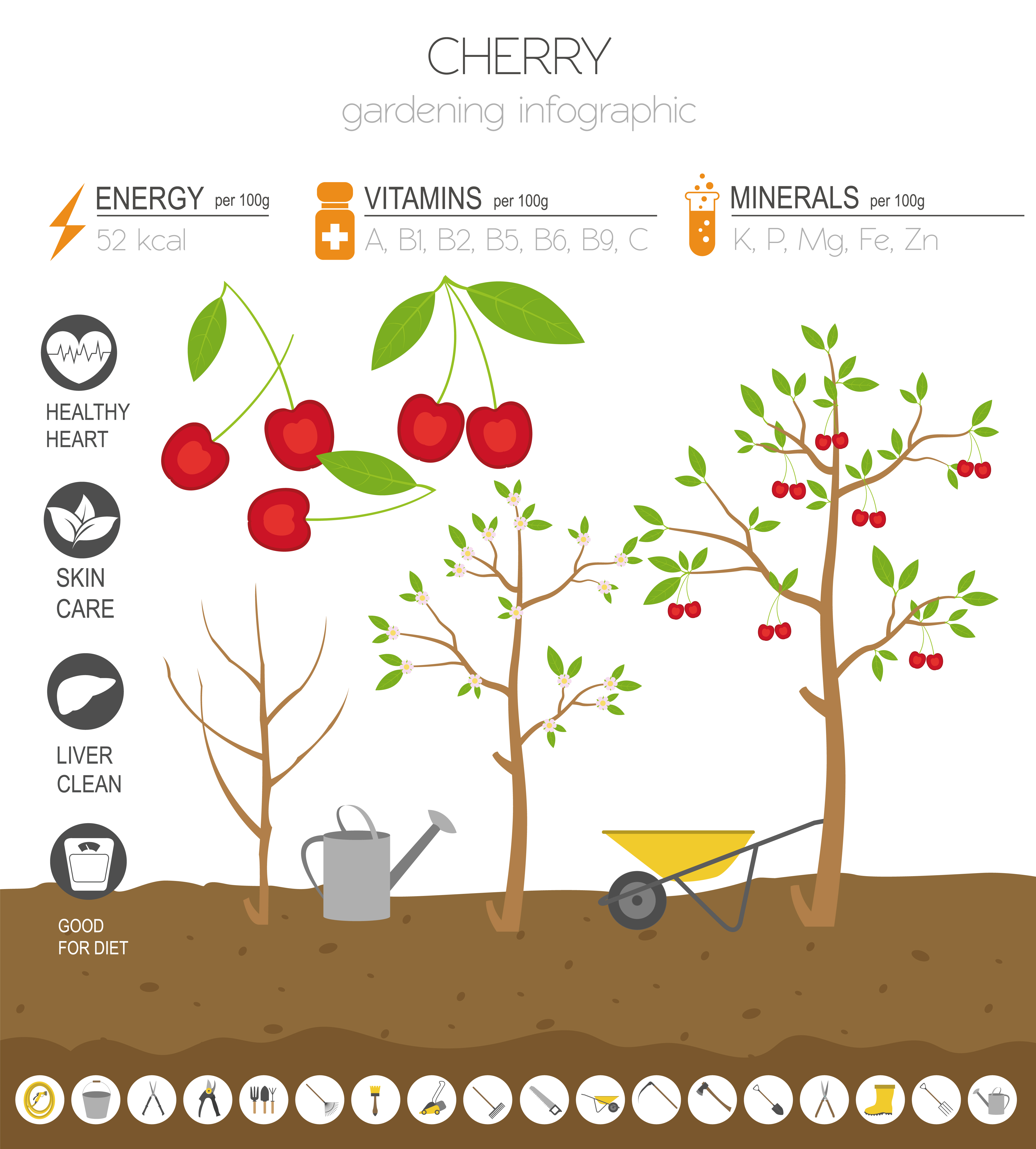 Basic information about cherries