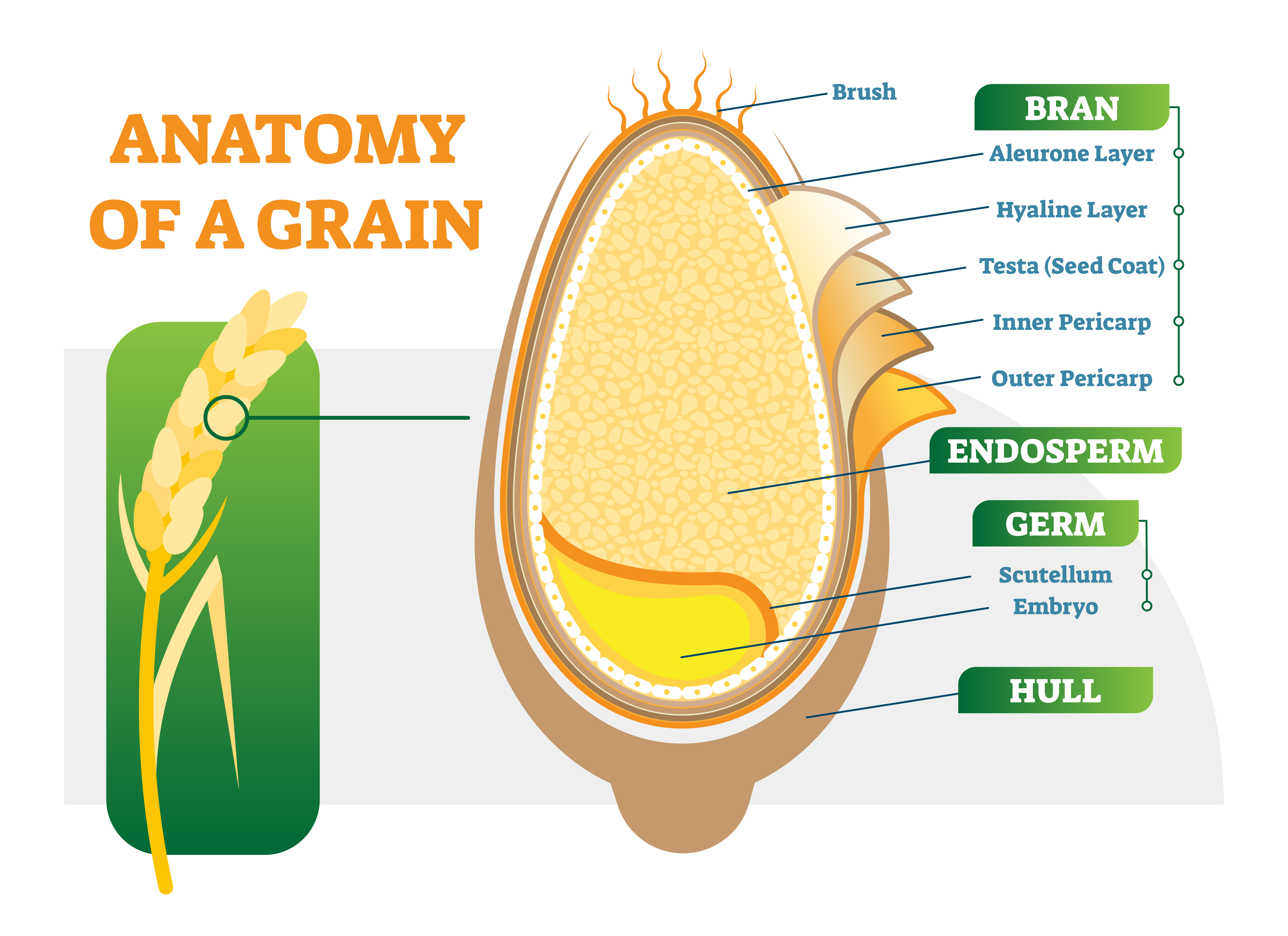 Bran is the outer part of grain