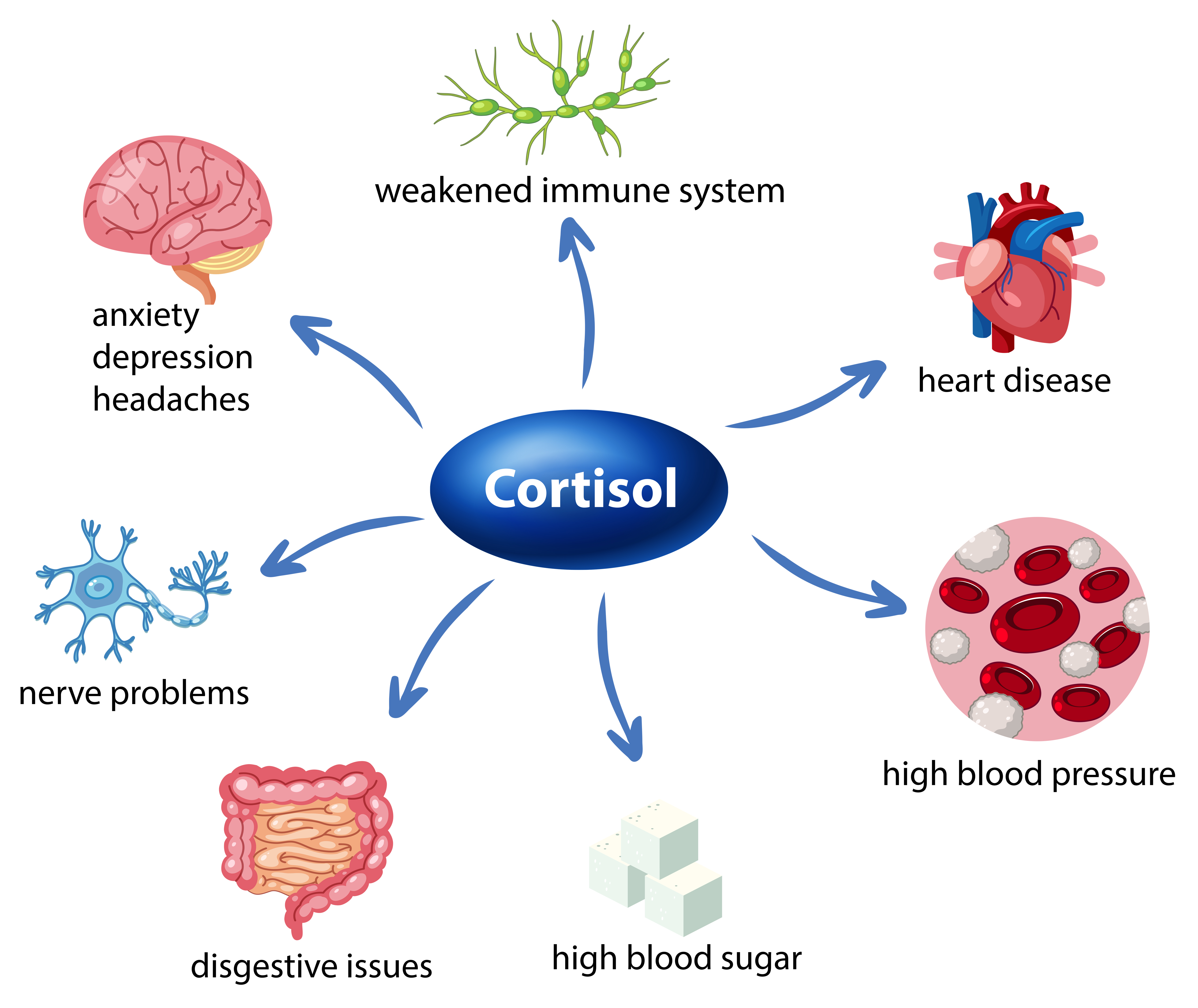 Effects of excessive cortisol level