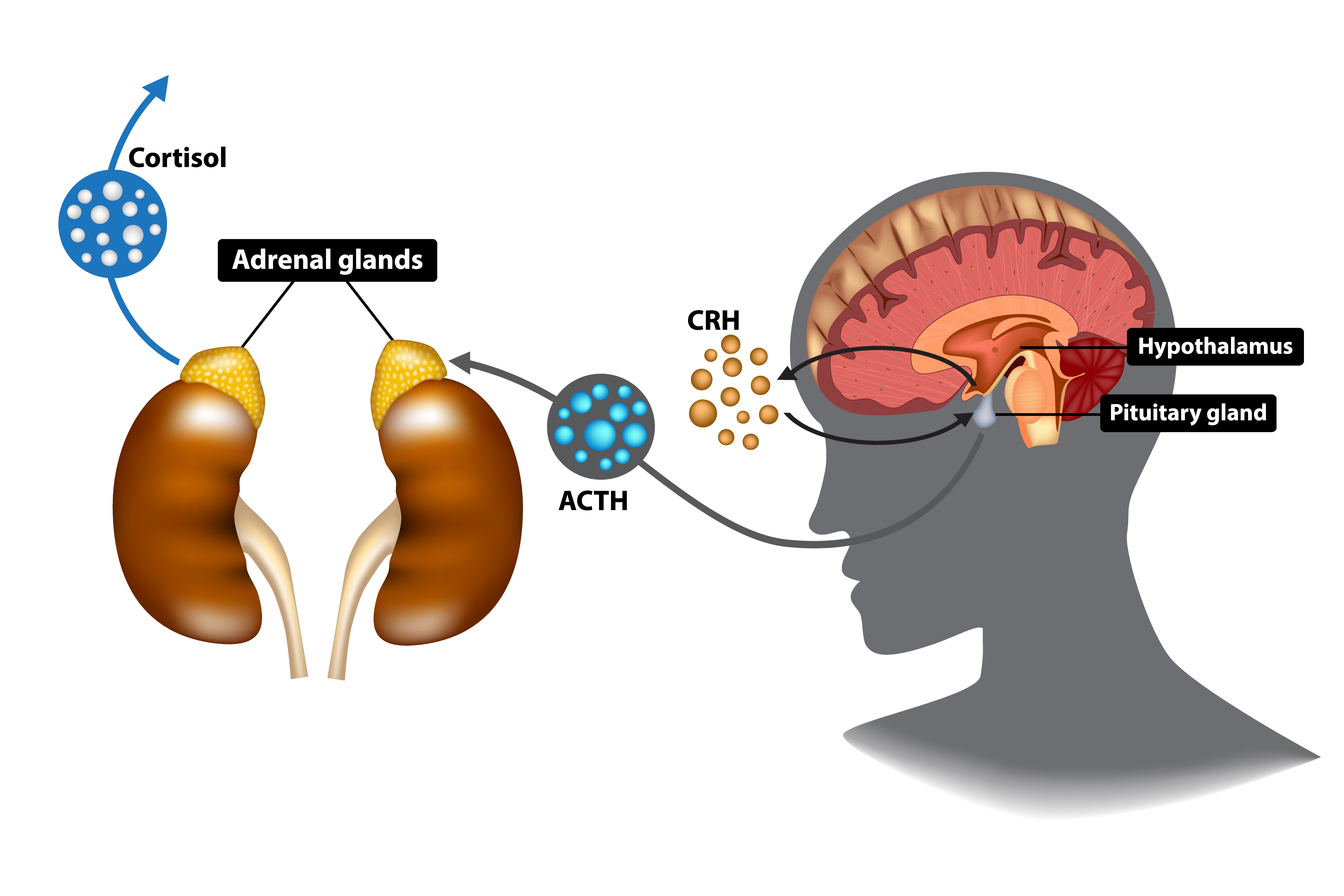 How cortisol is secreted