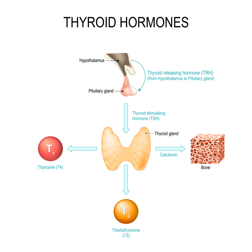 Most important actions of iodine resolves over thyroid metabolism