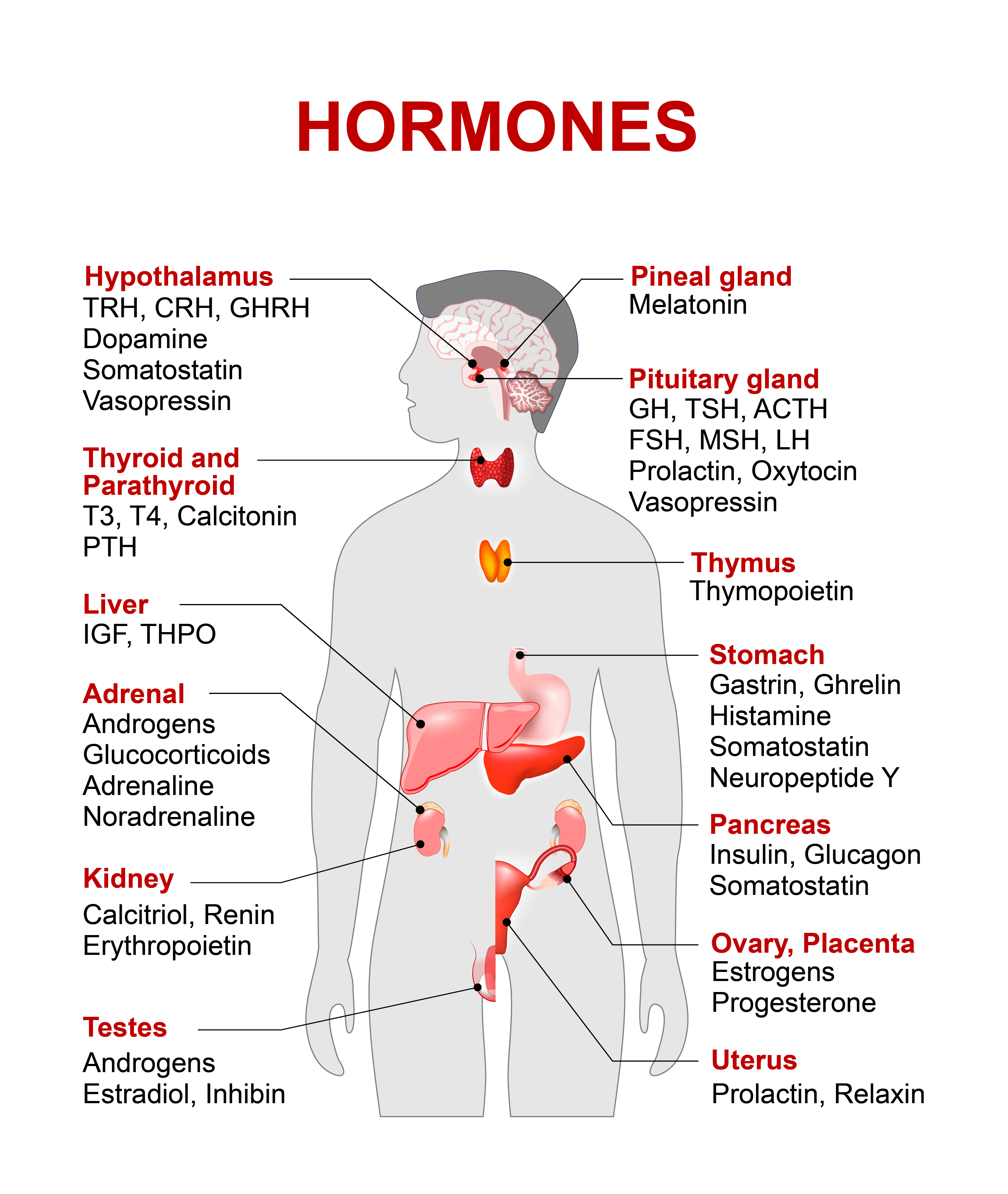 You have to be aware that the hormonal system is probably the most complicated one in our body. Just look how much of it is there!