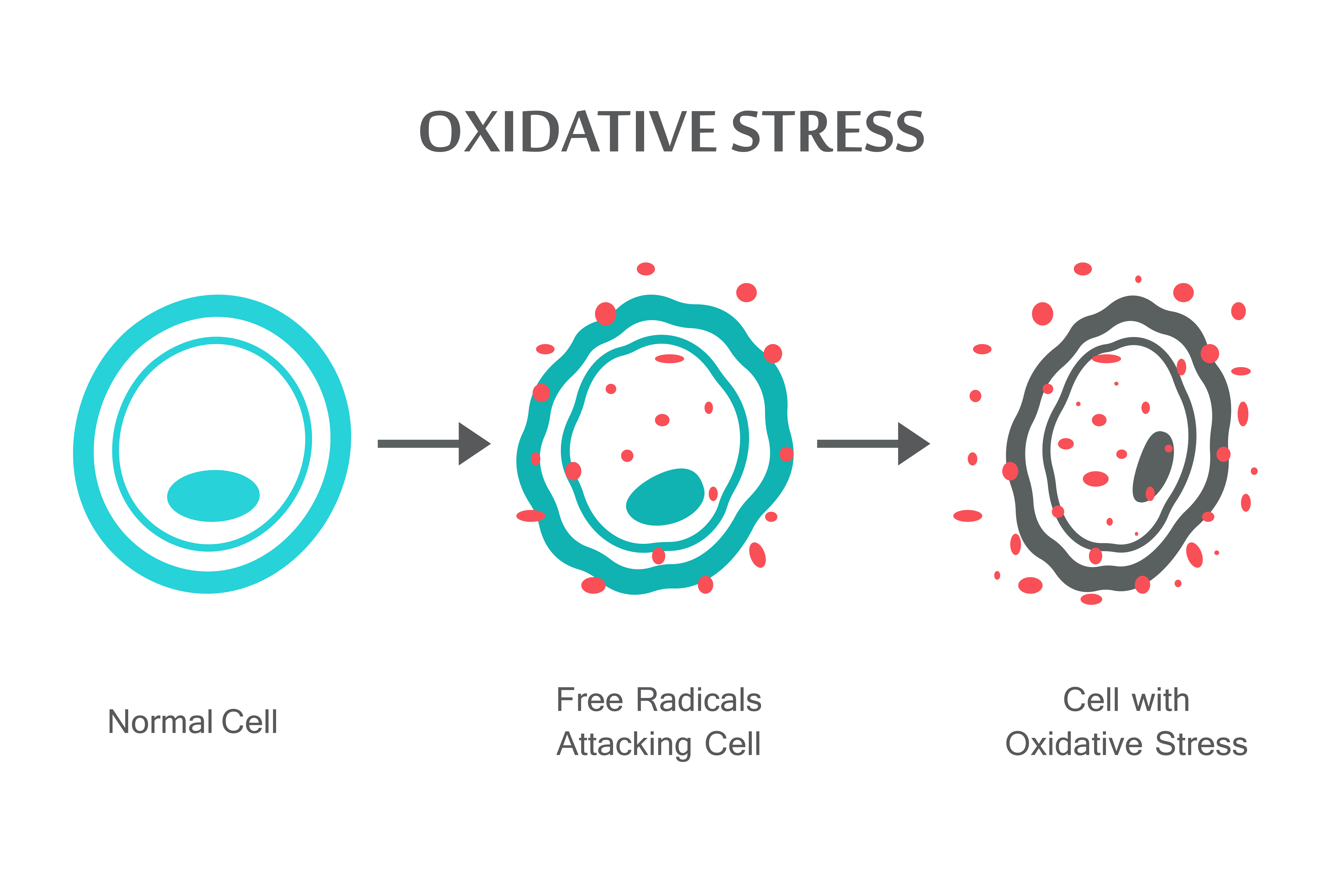 Excessive oxidative stress can be the main cause of cells degradation