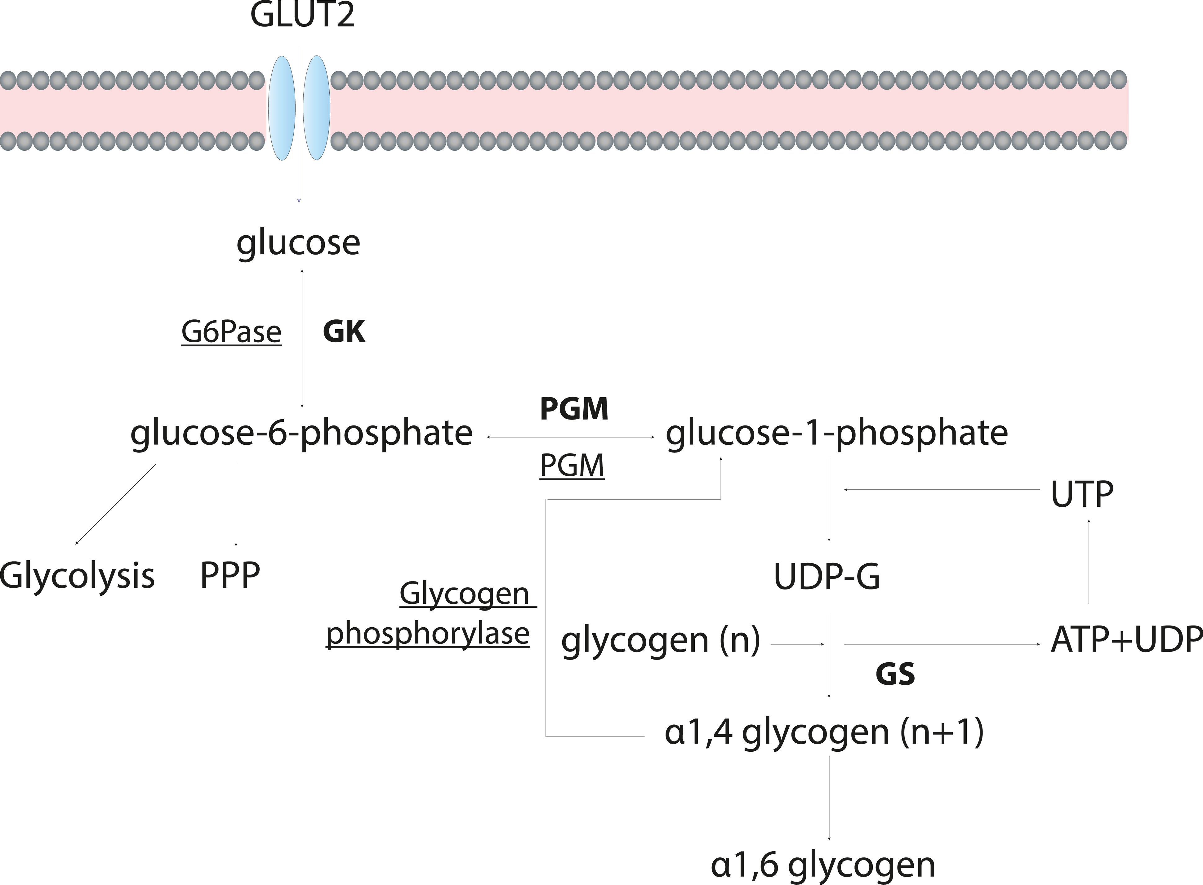 How does glycogen work during the workout