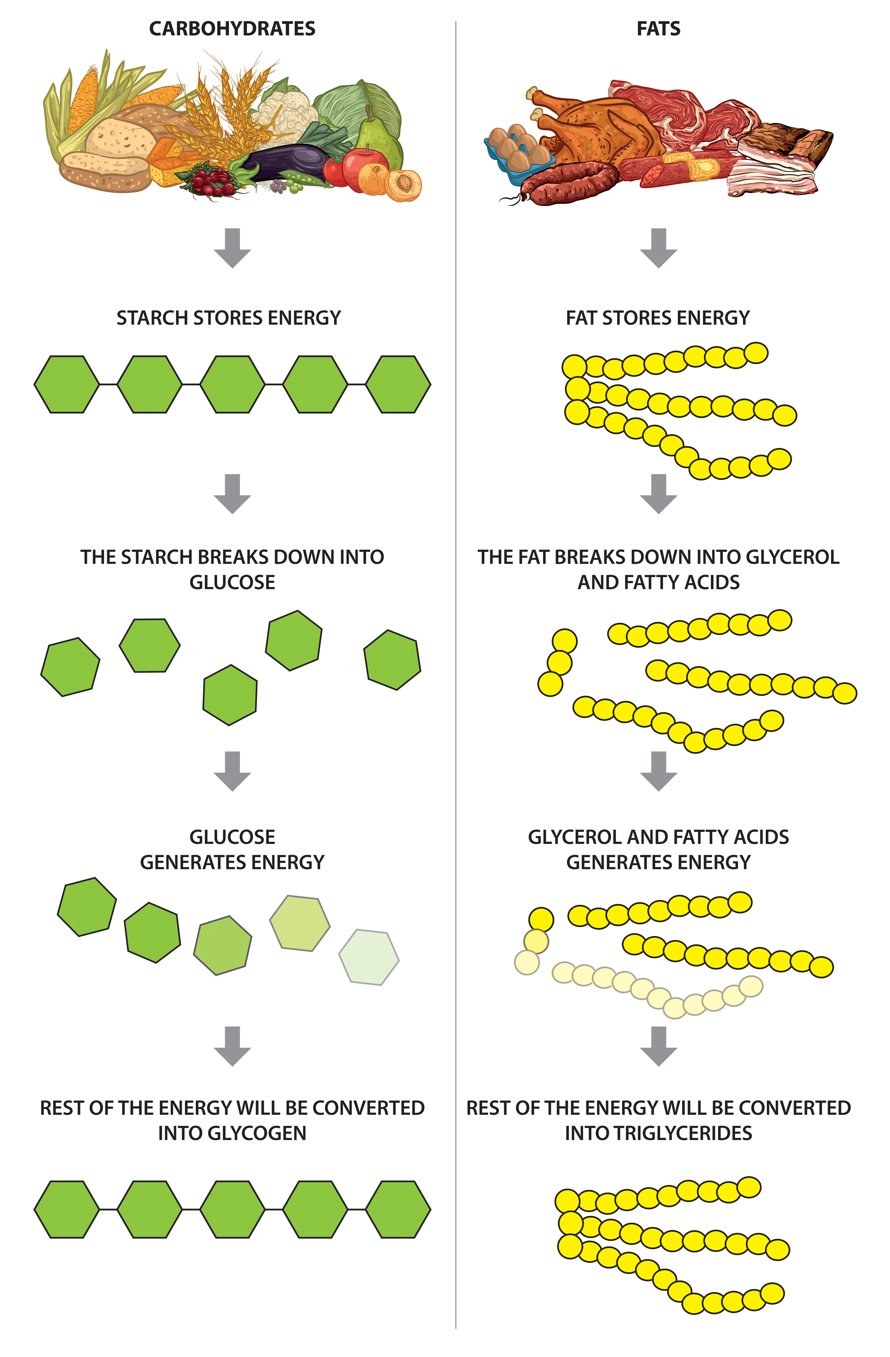 Fats and carbohydrates comprasion as source of energy