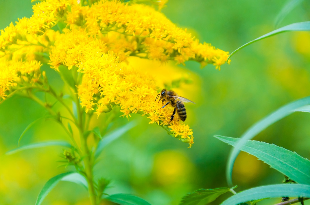 Bee in the time of acquring goldenrod honey