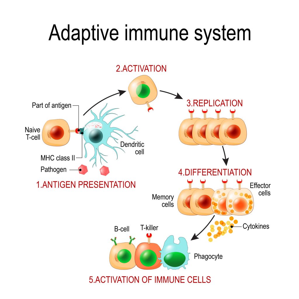 How does our immune response look like?