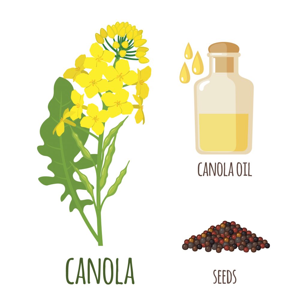 Canola oil (or rapeseed oil) and canola seeds