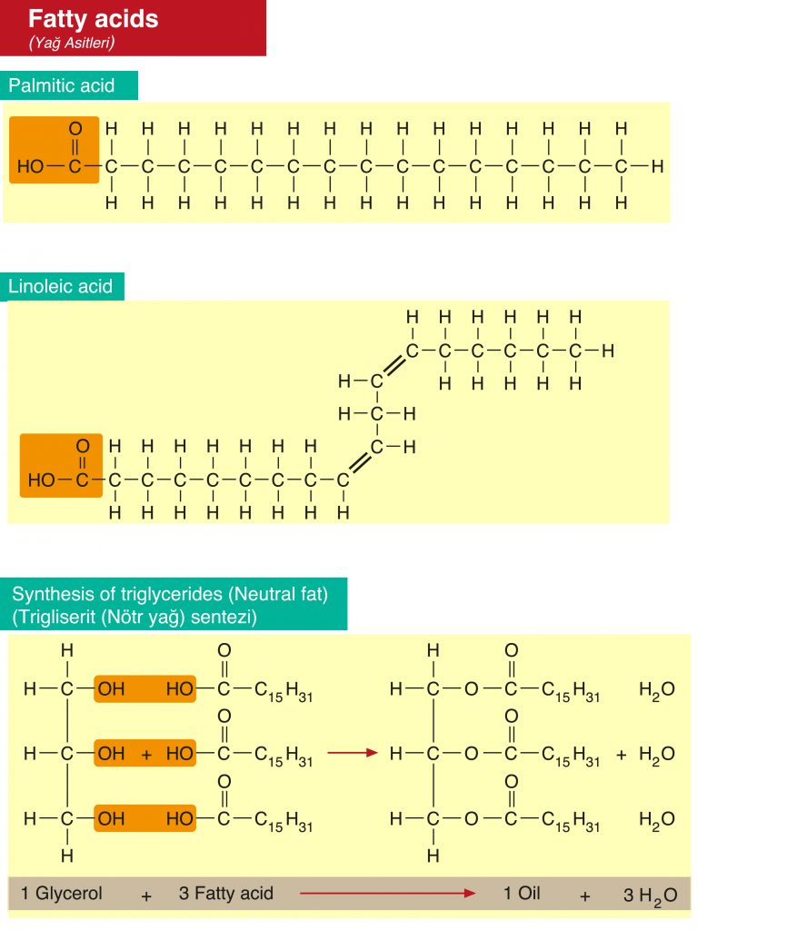 How triglyceride is synthesized inside our body?