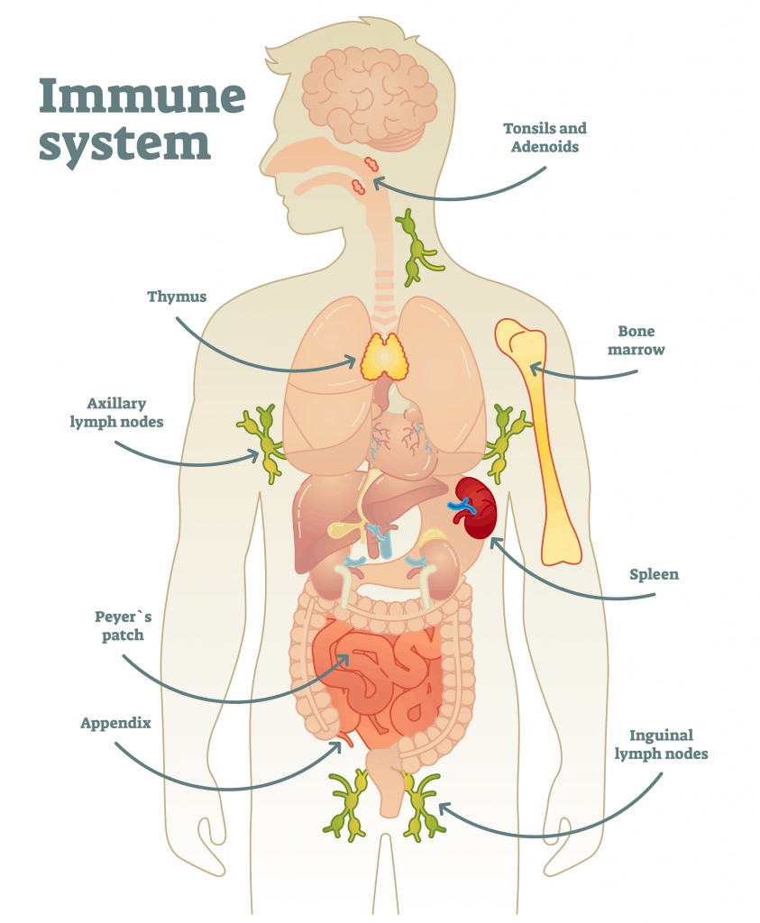 Which organs take part in immune response?