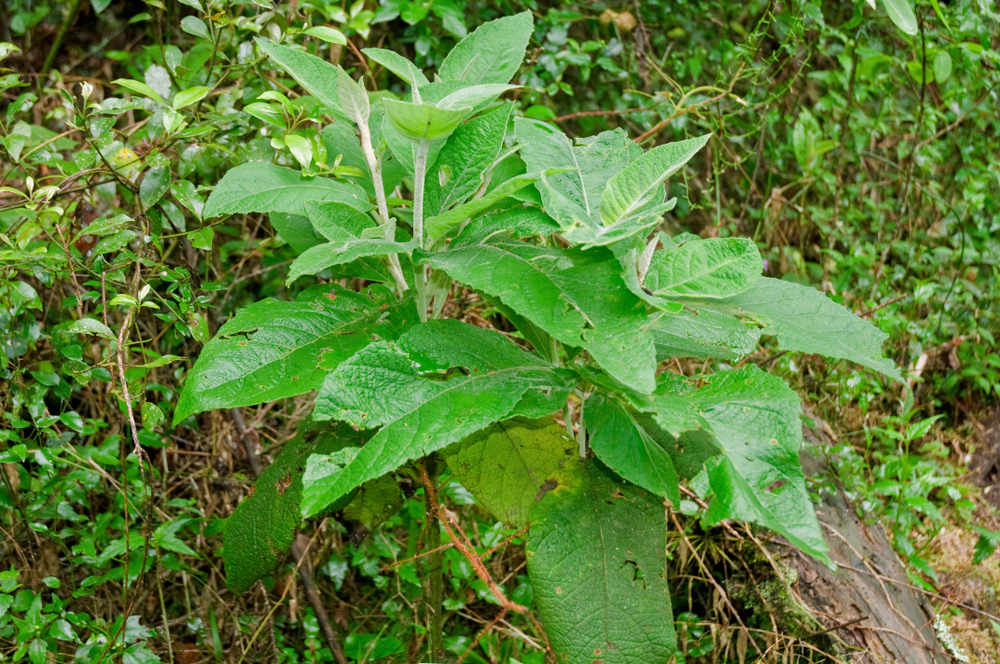 Fresh plant of Ilex Paraguariensis