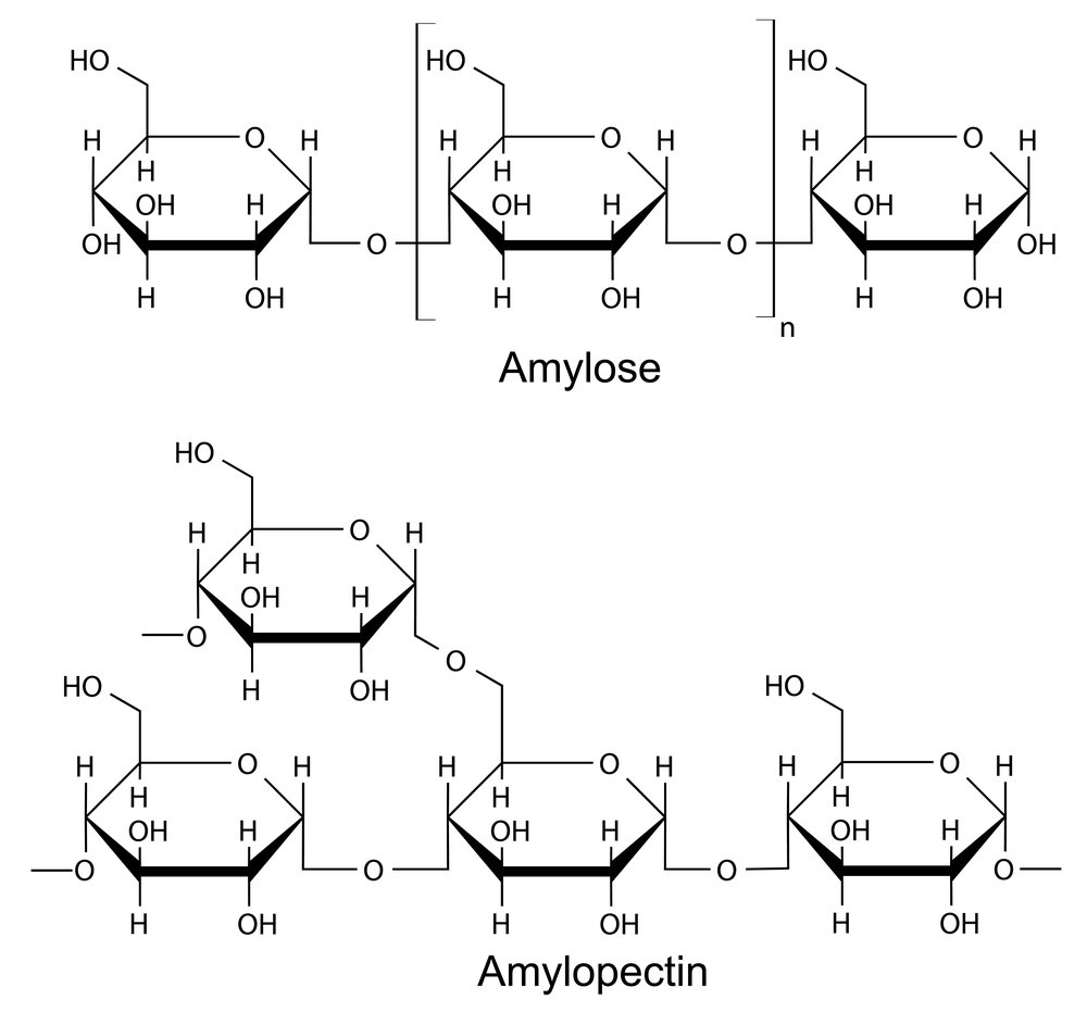 Two parts of starch - amylose and amylopectin