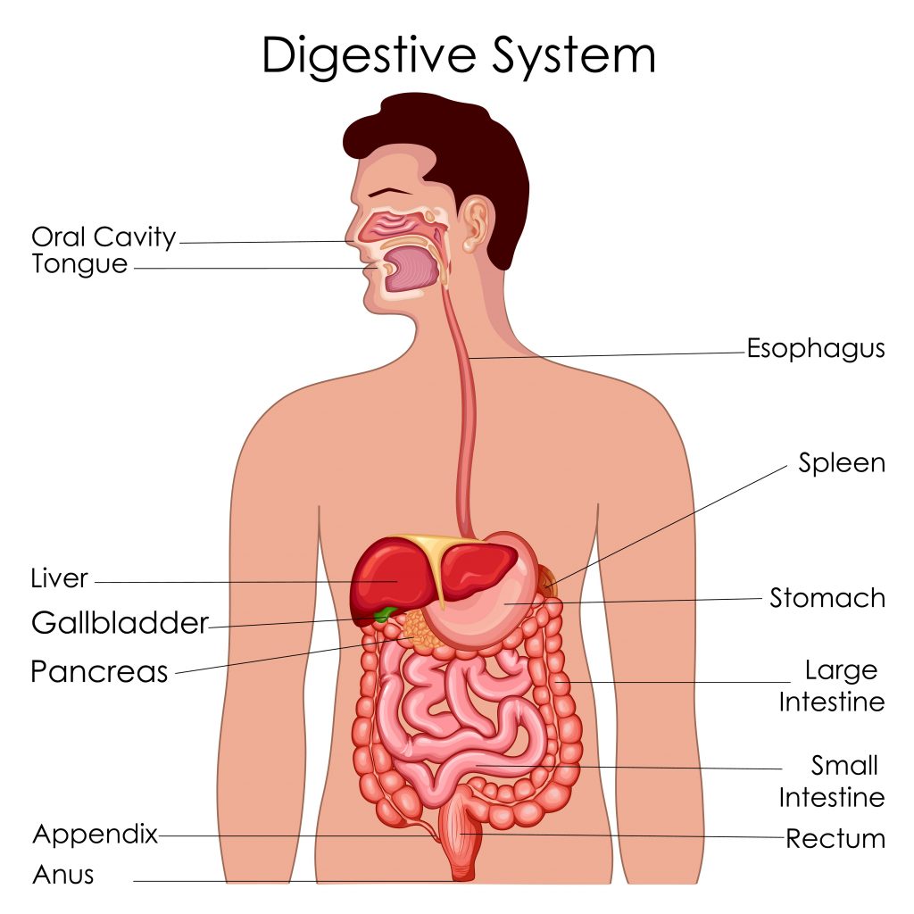 Parts of digestive system