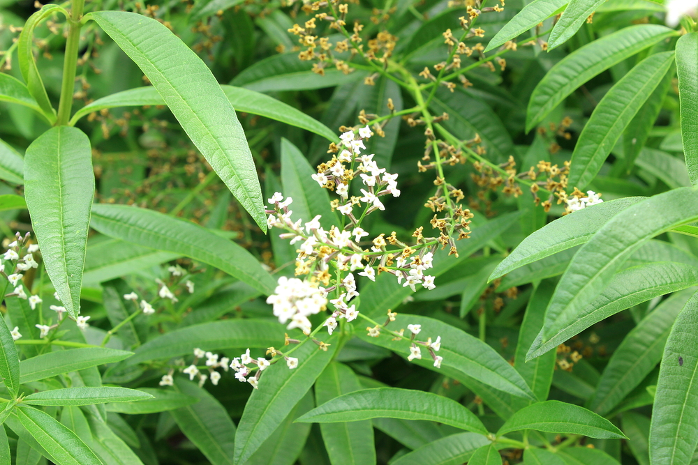 Fresh verbena plant