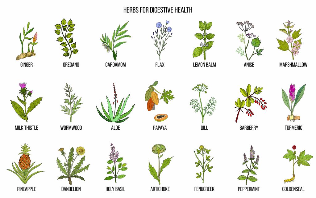 Which herbs to use to support digestion naturally