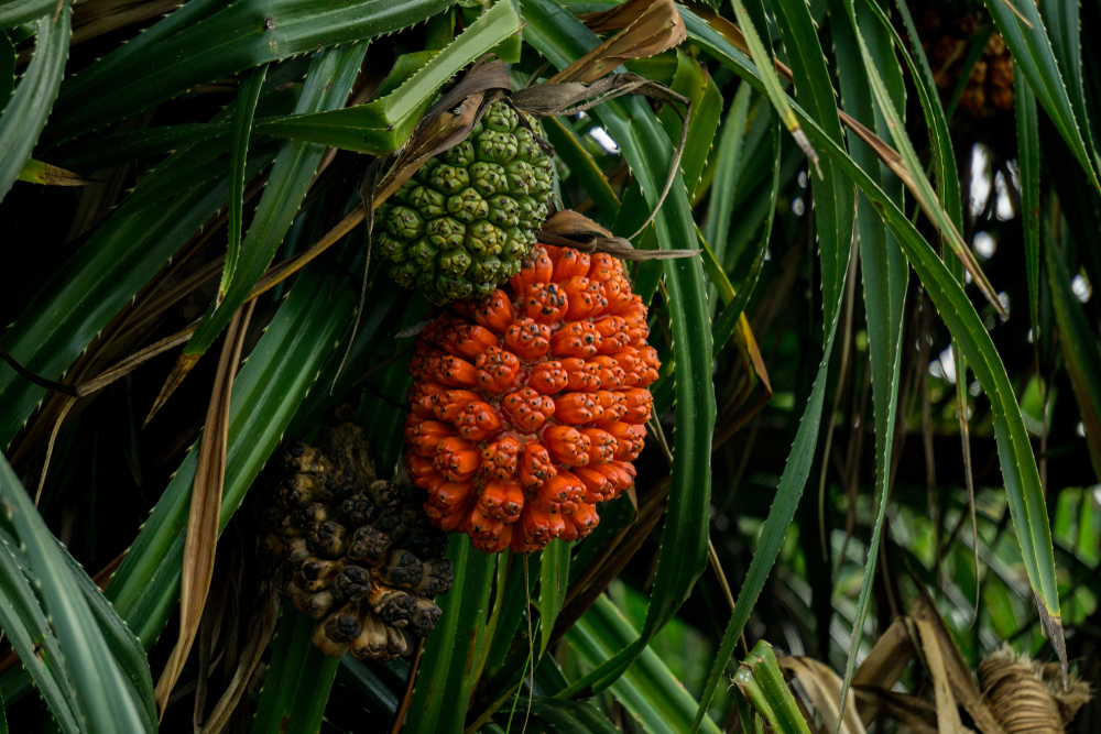 Pandanus odorifer tree and fruit