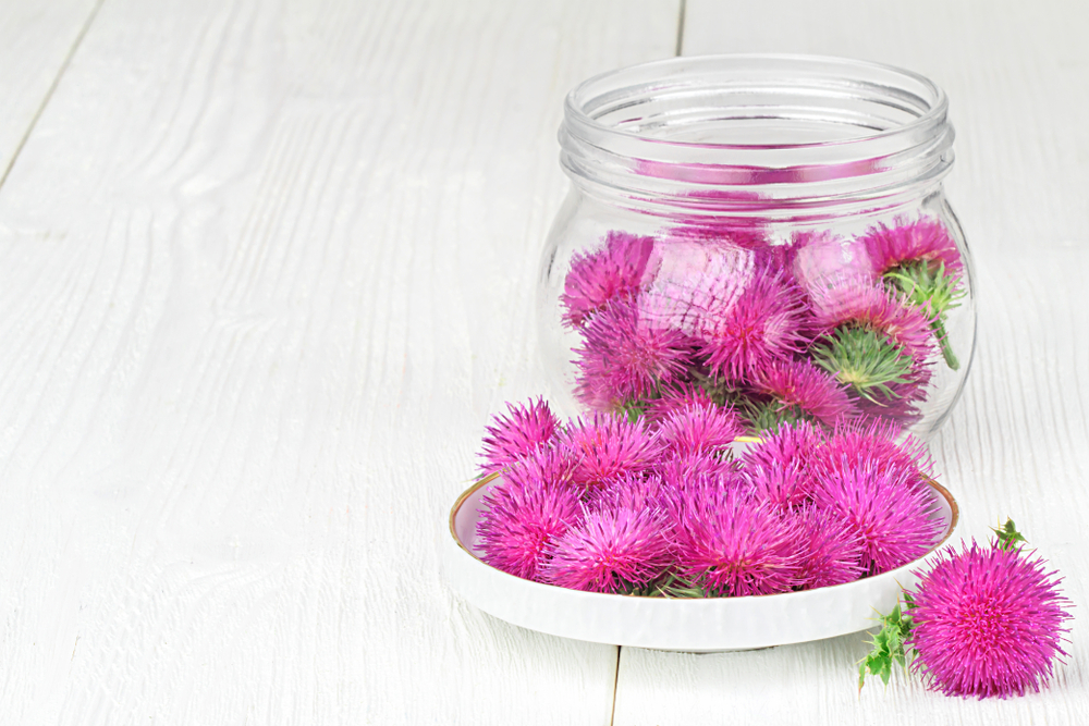 Milk Thistle - a source of Sylimarin
