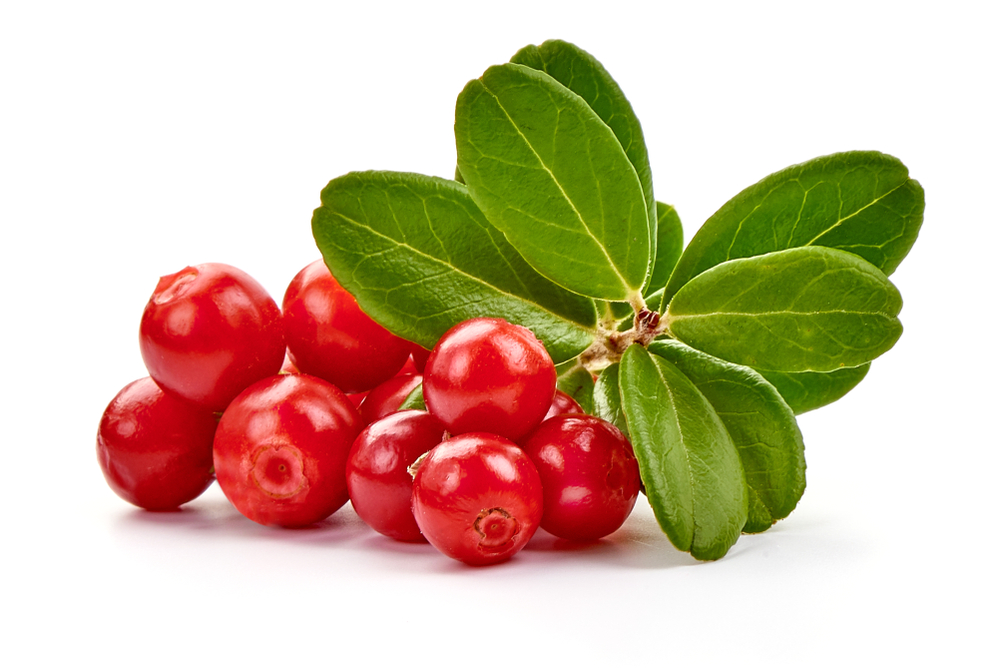 Lingonberry fruits