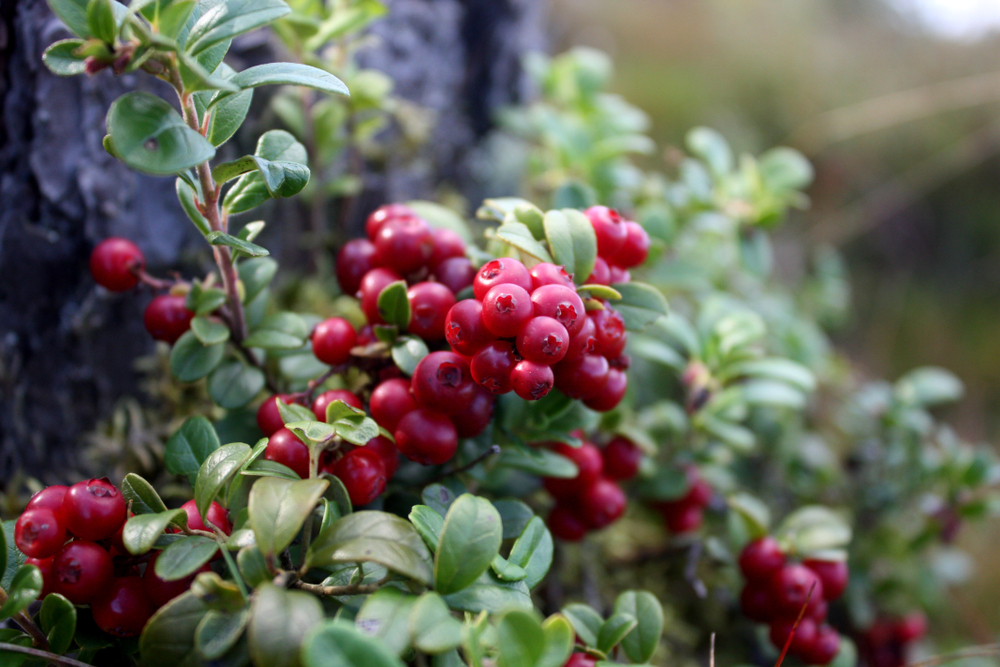 lingonberry levelek és prosztatitis