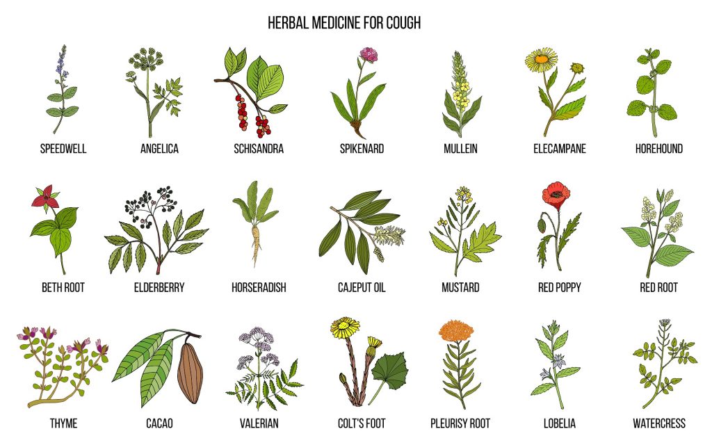 Most commonly used natural herbs for cough