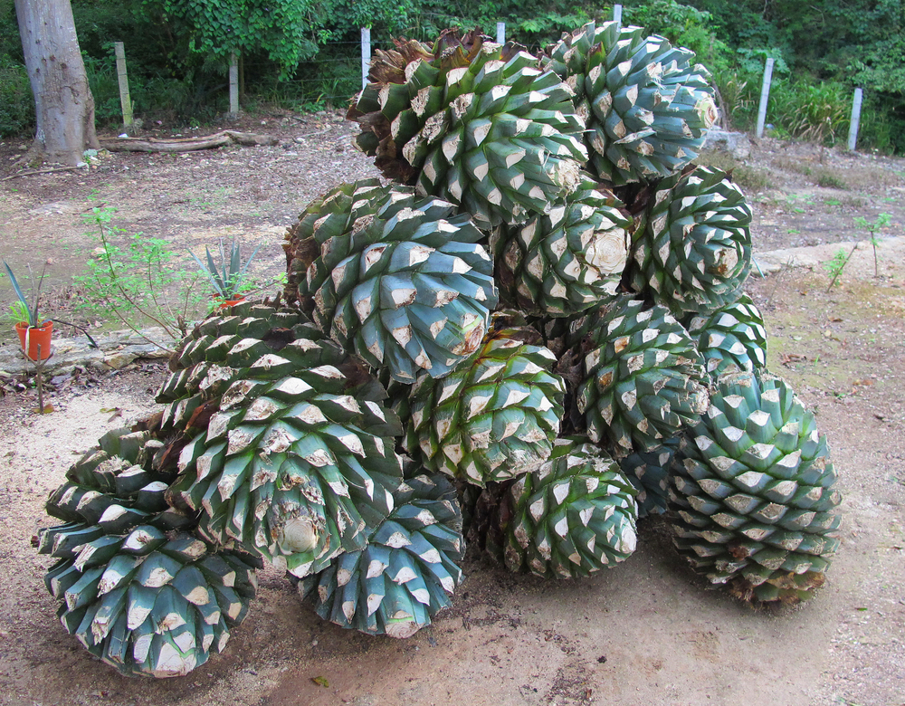 How does agave fruits look like