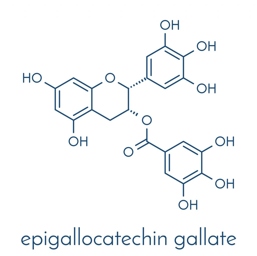 Chemical structure of Epigallocatechin gallate - one of the most common polyphenols