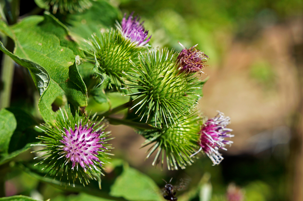 Greater Burdock plant and flowers