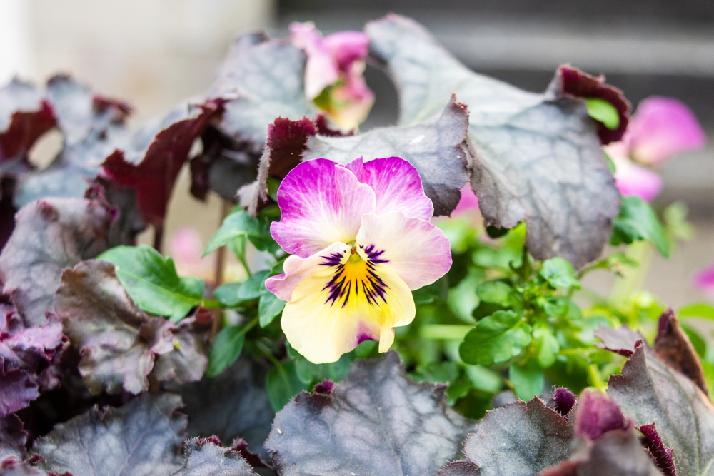 Tricolour violet flowers