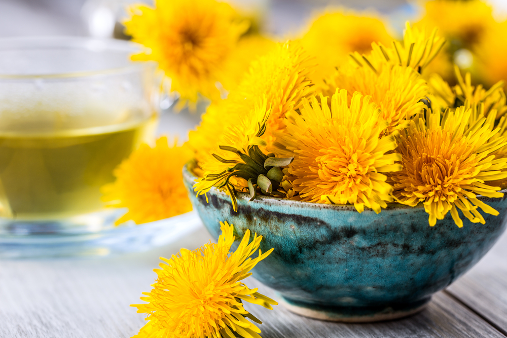 Fresh yellow dandelion