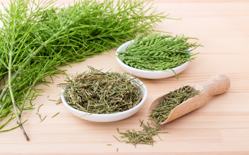 Fresh and dried Field horsetail