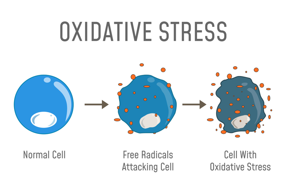 Mechanism of oxidative stress actions - the result of excessive free radicals inside our organism