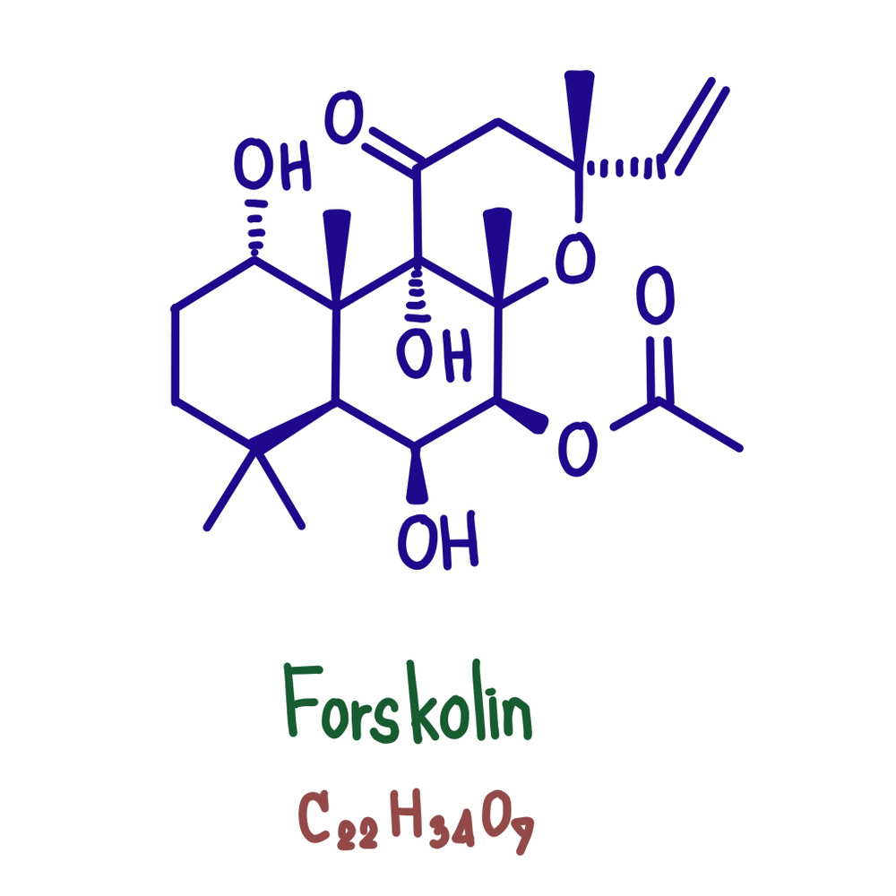 Chemical structure of Forskolin - main active substance of Indian Nettle