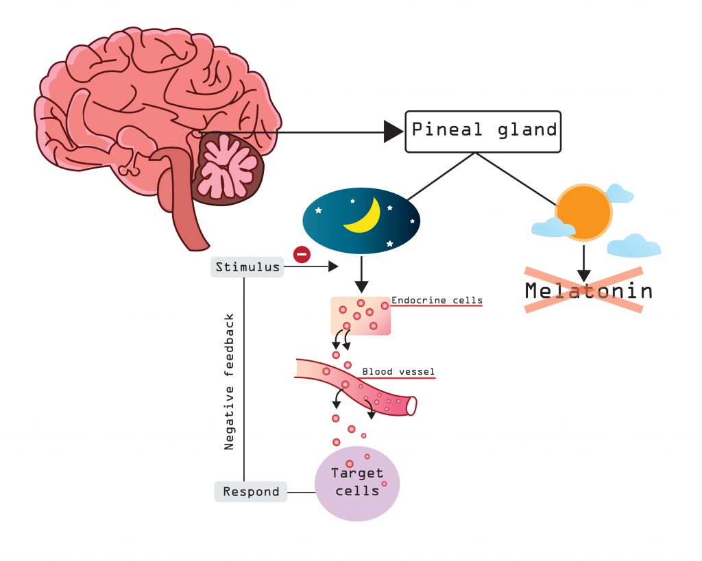 Melatonin - mechanism of action