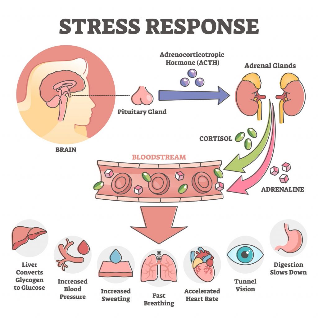 Cortisol and stress response